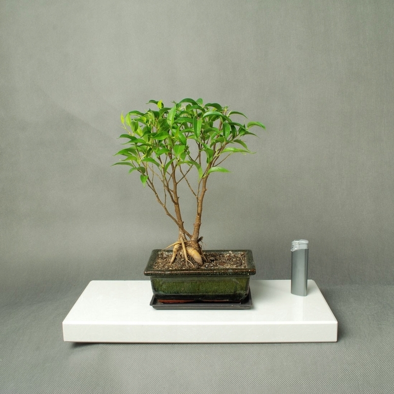 Bonsai - Bonsai - Fikus Benjamin v štýle Sokan / kmene Dwa