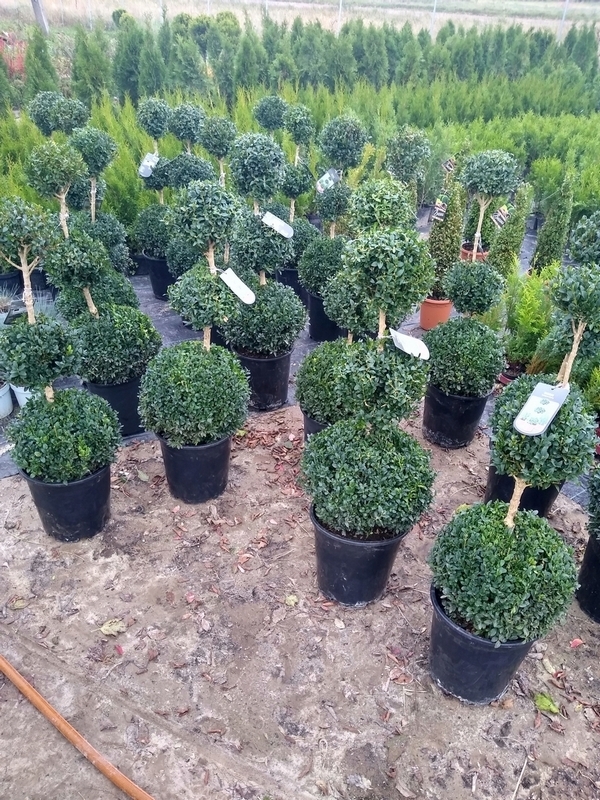Bonsai - Vždyzelený zimostráz Tri guľky na kmeni