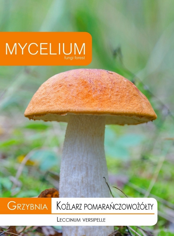 Mycélium oranžovožlté mycélium 10 g