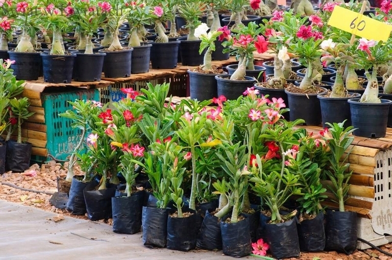 Bonsai - Púštna ruža Adenium Obesum cca 30-35 cm